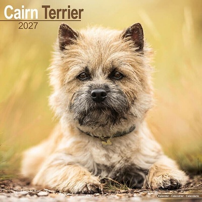Cairn teriér, 30 x 30 cm 2027