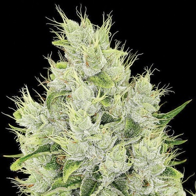 Anesia Seeds Auto Lemongrass semienka neobsahujú THC 3 ks