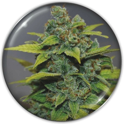 Medical Seeds Co. Banana Zkittlez semena neobsahují THC 3 ks