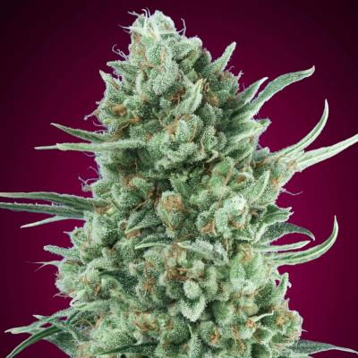 00 Seeds Bank AUTO Bubble Gum XXL semena neobsahují THC 5 ks