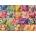 Cobble Hill - Puzzle Ice Lollies - 500 piese