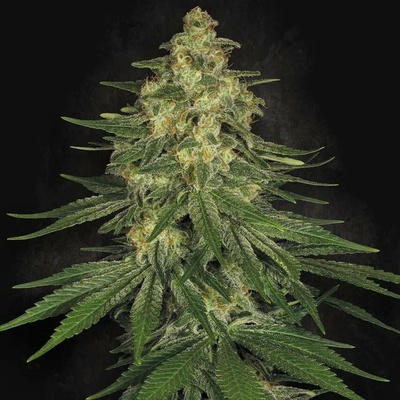 Paradise Seeds Allkush semena neobsahují THC 5 ks