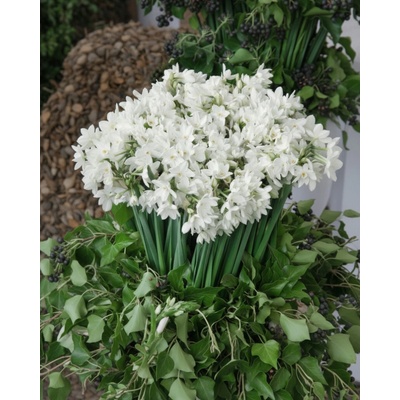 Narcis 'Paperwhite Ziva' 5 ks – Zboží Dáma