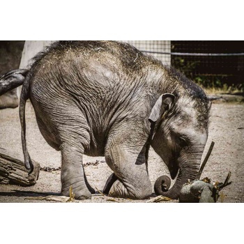DIMEX ART s. r. o Флизелинов фототапет малки слонове 375 x 250 см