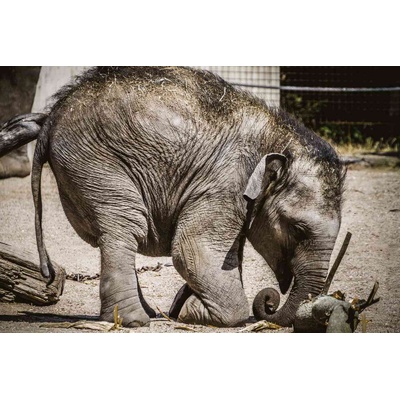 DIMEX ART Флизелинов фототапет малки слонове 375 x 250 см