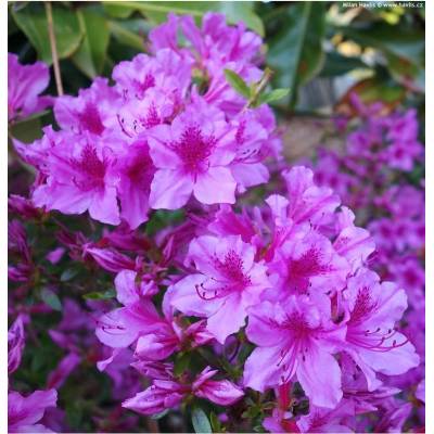 Azalea (J) 'Blue Danube' 20-30 C3L