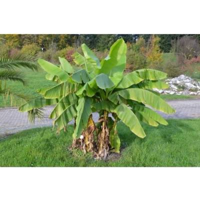 Banánovník japonský (Musa basjoo) ‘DAJIAO’ - výška 40-60 cm, kont. C1,5L