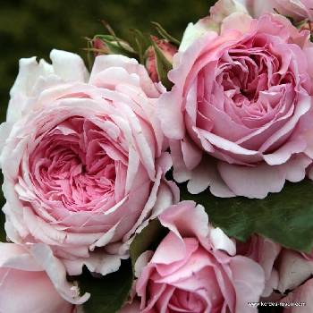 Kordes® Роза Alexandra® - Princesse de Luxembourg - Kordes®