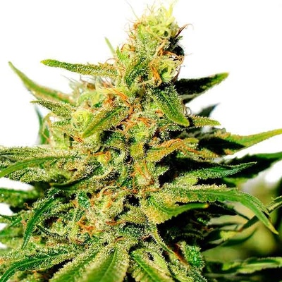 Kannabia Seeds BCN Diesel CBD semena neobsahují THC 10 ks