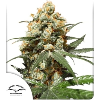 Dutch Passion Orange Hill Special semena neobsahují THC 100 ks