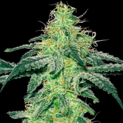 White Label White Skunk semienka neobsahujú THC 10 ks