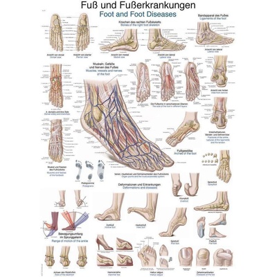 Anatomický plagát Erler Zimmer - Noha a členok 50 x 70 cm