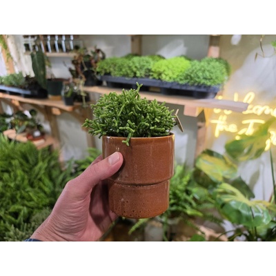 PlantBros flower Rhipsalis cereuscula Konkrétna rastlina: S keramickým kvetináčom z fotografie