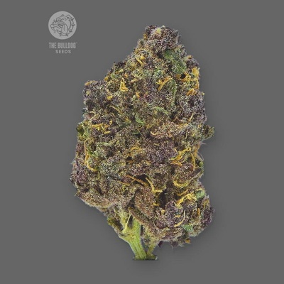 The Bulldog Seeds Purple CBD Auto semienka neobsahujú THC 5 ks