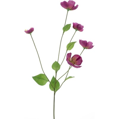 Odule - Melastoma červená (beauty) V76 cm