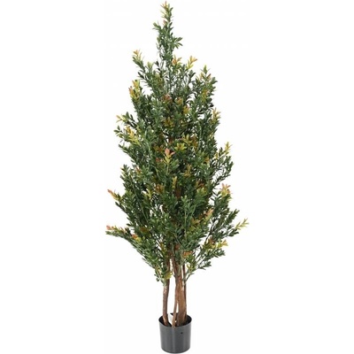Buxus red day stromček, 130cm