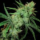 Sensi Seeds Fruity Juice regular semena neobsahují THC 10 ks