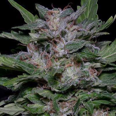 Big Head Seeds Strawberry Banana semienka neobsahujú THC 10 ks