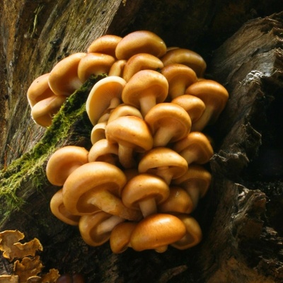 Šupinovka nameko Pholiota nameko sadba 1 ks