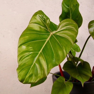 Philodendron Summer Glory veľký