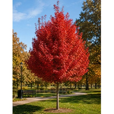 Javor červený (Acer rubrum) ‘OCTOBER GLORY’- výška 70-100 cm, kont. C5L