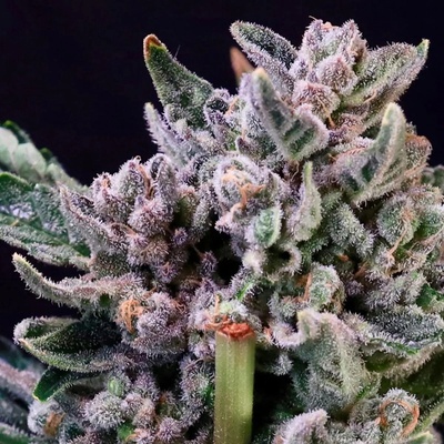 Atlas Seed Gelato 41 semienka neobsahujú THC 5 ks