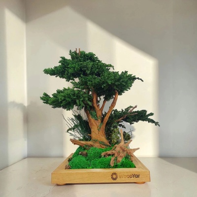 Stabilizovaný machový bezúdržbový bonsaj z jalovca a machu 52 cm v dubovom kvetináči