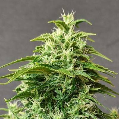 Doctor's Choice Chronic Ryder AUTO semena neobsahují THC 5 ks