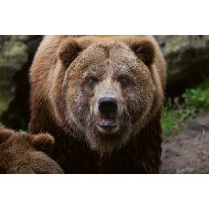 DIMEX ART Флизелинов фототапет гризли мечка 375 x 250 см