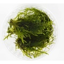 Akvarijní rostliny Vesicularia dubyana - Singapore moss