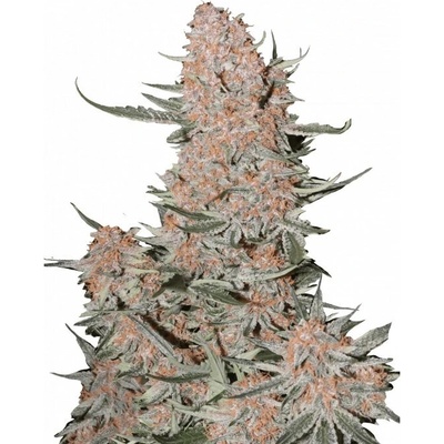 Fastbuds Ztrawberriez Auto semienka neobsahujú THC 10 ks
