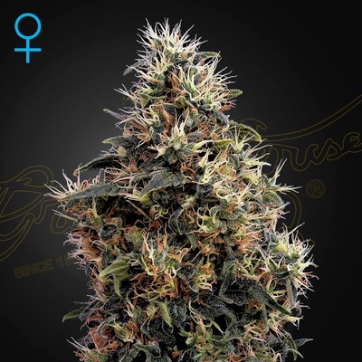 Green House Seeds Sweet Mango AUTO semena neobsahují THC 3 ks