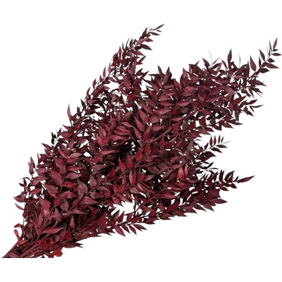 Stabilizované listy Ruscus 150g - bordové