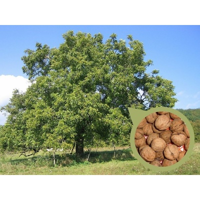 Orech kráľovský Apollo, semenáč, 60-90 cm, kont. 6 l