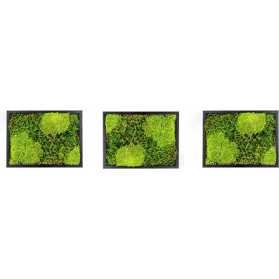 Gardners Set 3 mechových obrazů 13x18 kombinovaný mech kopečkový s plochým, černá