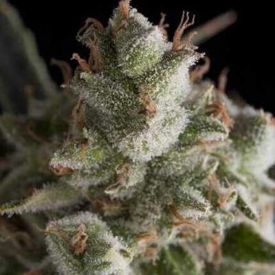 Pyramid Seeds Fresh Candy semienka neobsahujú THC 50 ks