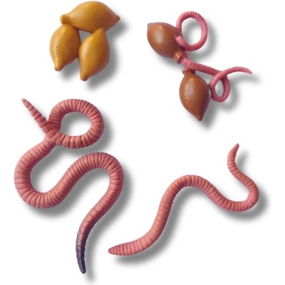 Animal Life Životný cyklus Dážďovky