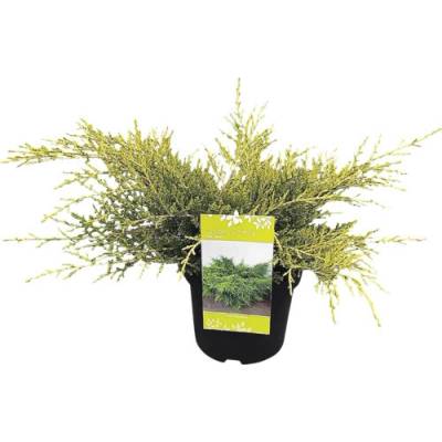neuvedené Borievka prostredná Juniperus media 'Old Gold' 20-30 cm kvetináč 2,5 l