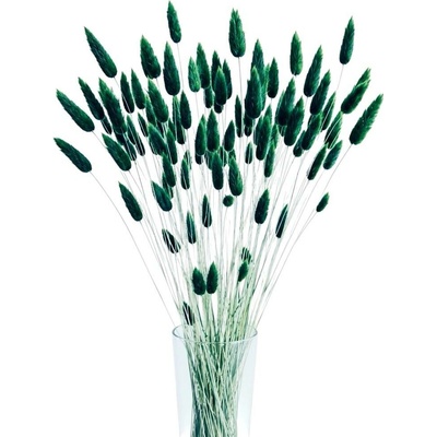 Sušený lagurus (králičí ocásek) zelený 45g