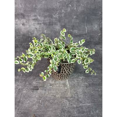 Ficus Pumila 12 cm (Fíkovník šplhavý)