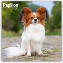 Papillon 16-Monats 2025