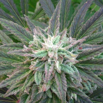 KC Brains Seeds Brains Escape regular semienka neobsahujú THC 5 ks