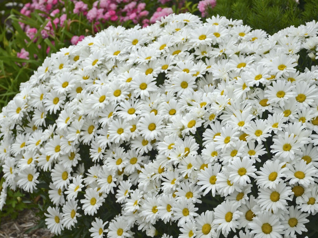 Margaréta Daisy May