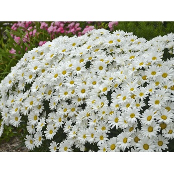 Margaréta Daisy May