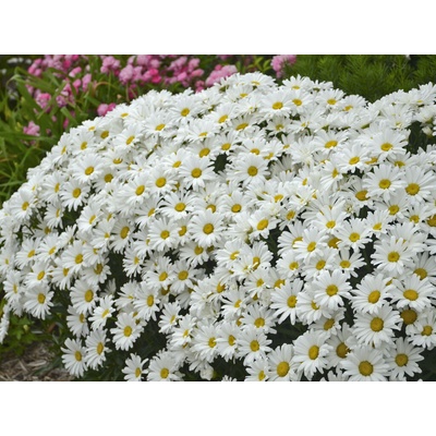 Margaréta Daisy May
