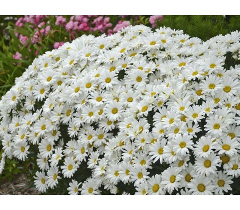 Margaréta Daisy May