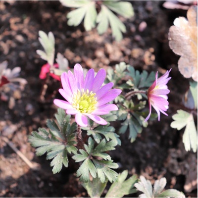 Sasanka vábná Pink Star - Anemone blanda - hlízy sasanky - 3 ks