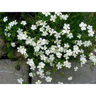 Klinček slzičkový Albus - Dianthus deltoides, kont. 0,5 l