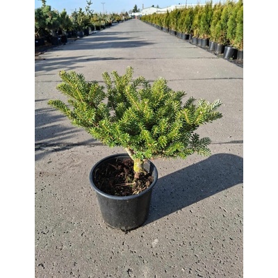Abies koreana 'Nana' Prodejní velikost: 020/030, Velikost hrnku: 5 l