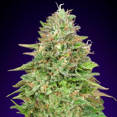 00 Seeds Bank Critical Poison Fast semienka neobsahujú THC 100 ks